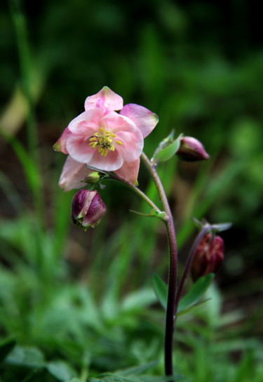 Photographie intitulée "jolie petite fleur…" par Gerard Jeanjean, Œuvre d'art originale