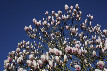 Photographie intitulée "Magnolia breton" par Gerard Jeanjean, Œuvre d'art originale