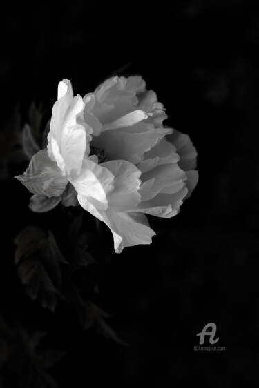 Photography titled "Pivoine 1" by Gérard Boyer, Original Artwork