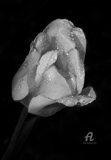 Photography titled "Tulipe après la plu…" by Gérard Boyer, Original Artwork