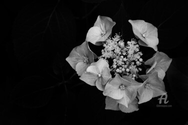 Photography titled "Hydrangea" by Gérard Boyer, Original Artwork, Digital Photography