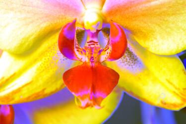 Photography titled "Bum_Orchidee78" by Gerhard Bumann, Original Artwork, Manipulated Photography