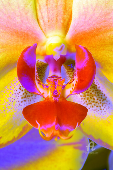 Photographie intitulée "Bum_Orchidee83" par Gerhard Bumann, Œuvre d'art originale, Photographie manipulée