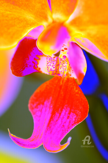 Photography titled "Bum_Orchidee102" by Gerhard Bumann, Original Artwork, Manipulated Photography