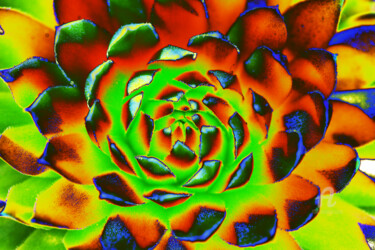 Photographie intitulée "Bum_Sempervivum_45" par Gerhard Bumann, Œuvre d'art originale, Photographie manipulée