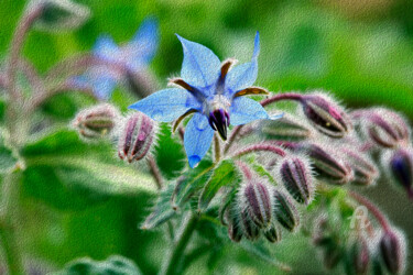 Fotografia zatytułowany „Bum_BorretschBluete…” autorstwa Gerhard Bumann, Oryginalna praca, Fotografia cyfrowa