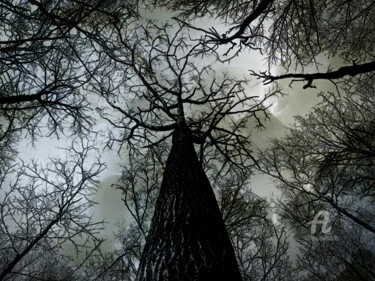 Photography titled "The Mighty Tree" by Germaneart, Original Artwork