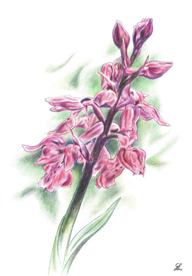 Drawing titled "Orchis mâle" by Ghislaine Letourneur, Original Artwork, Pencil