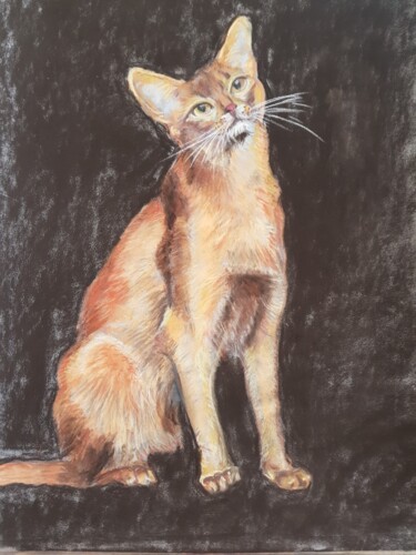 Drawing titled "chat abyssin" by Ghislaine Rimmen-Mohl, Original Artwork, Pastel