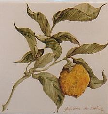 Peinture intitulée "citron" par Ghyslaine De Sevlian, Œuvre d'art originale, Huile