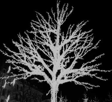 Φωτογραφία με τίτλο "White tree" από Giart, Αυθεντικά έργα τέχνης, Ψηφιακή φωτογραφία