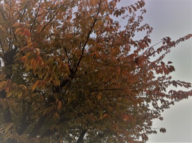 Photography titled "Autumn Sakura" by Giart, Original Artwork, Digital Photography