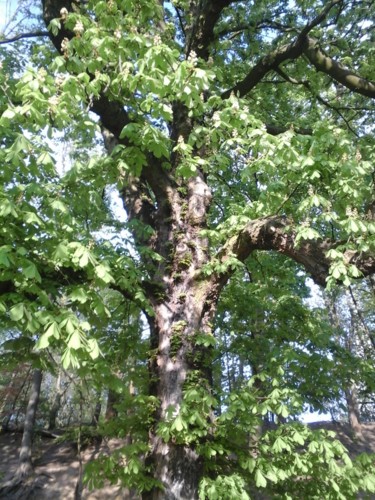 Photographie intitulée "Old tree" par Giart, Œuvre d'art originale, Photographie numérique