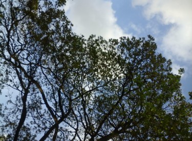 Photographie intitulée "Branches" par Giart, Œuvre d'art originale, Photographie numérique