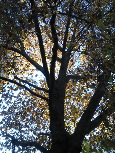 Photographie intitulée "Autumn tree" par Giart, Œuvre d'art originale, Photographie numérique