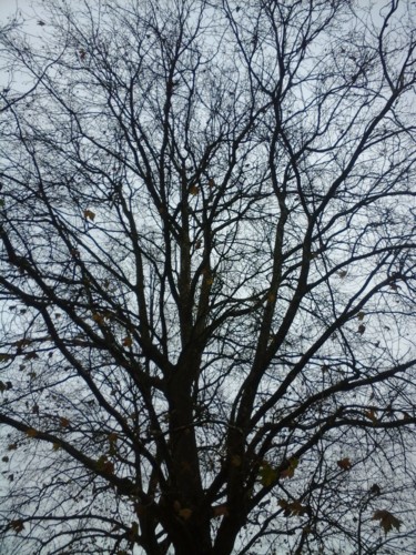 Photographie intitulée "Winter tree" par Giart, Œuvre d'art originale, Photographie numérique