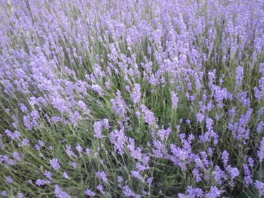 제목이 "Lavender"인 사진 Giart로, 원작, 디지털
