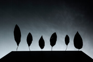 Fotografía titulada "foglie in silhouette" por Giancarlo Biscardi, Obra de arte original, Fotografía digital