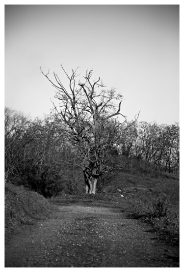 Fotografia intitulada "Paths of life" por Gianluca Frasconi, Obras de arte originais, Fotografia digital