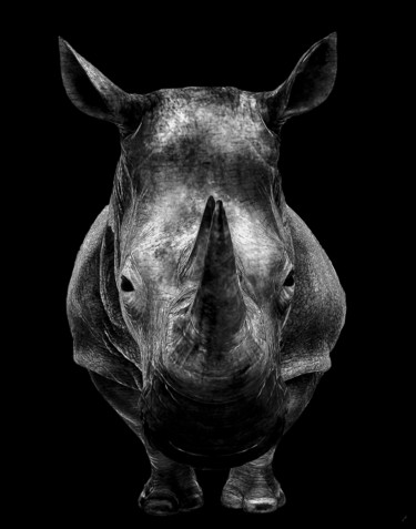 Arts numériques intitulée "Rhino" par Gianluca R. Pisano, Œuvre d'art originale, Travail numérique 2D
