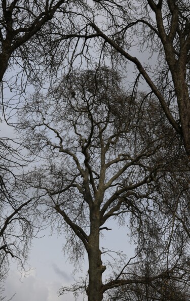 Photographie intitulée "Arbre 32" par Gilles Ramonet, Œuvre d'art originale, Photographie numérique