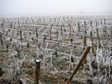 Photography titled "Vigne de Bourgogne…" by Gilles Ramonet, Original Artwork, Digital Photography