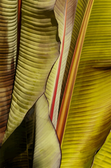 Arts numériques intitulée "abstraction végétal…" par Gilles Mével, Œuvre d'art originale, Travail numérique 2D