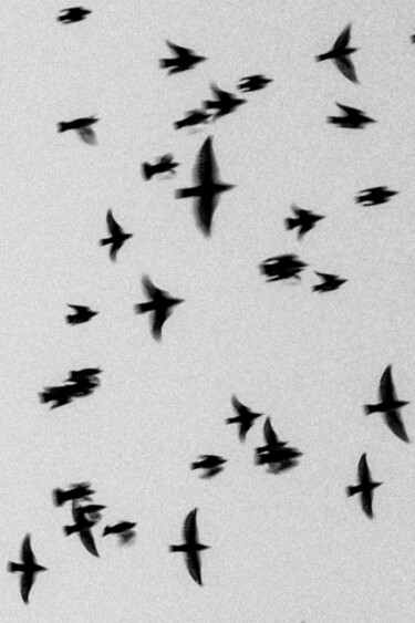 Photography titled "swallows" by Gilliard Bressan, Original Artwork, Digital Photography