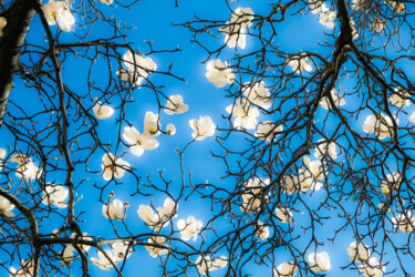 Photography titled "magnolia #2" by Gilliard Bressan, Original Artwork, Digital Photography