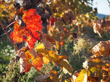 Photographie intitulée "Vignes d'automne Var" par Gilx, Œuvre d'art originale, Photographie numérique
