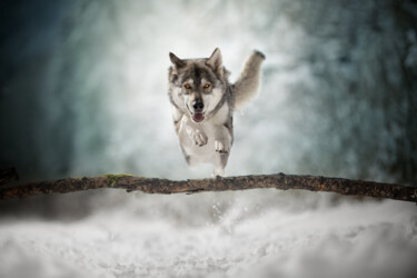 Fotografía titulada "snow jump" por Gio Fleming, Obra de arte original, Fotografía digital