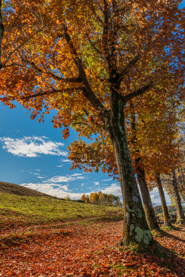 Fotografie getiteld "MAGICAL AUTUMN IN T…" door Giovanni Appiani, Origineel Kunstwerk, Niet gemanipuleerde fotografie