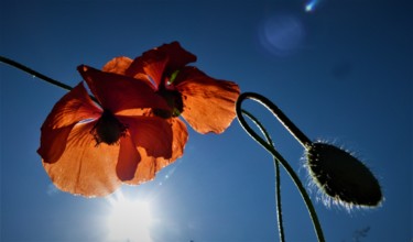 Photography titled "poppies-in-the-sky-…" by Giovanni Rizzo, Original Artwork