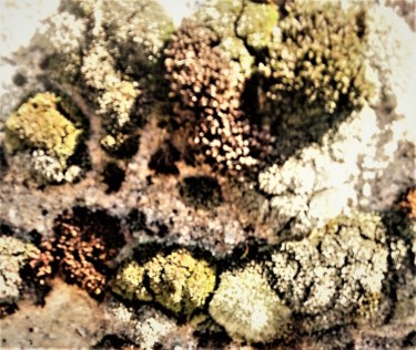 Photography titled "155-2.jpg (Lichens)" by Giovanni Rizzo, Original Artwork