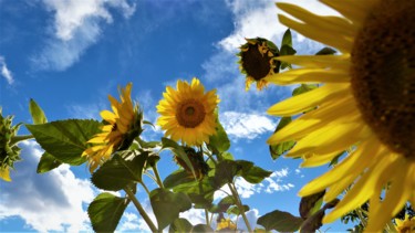 Fotografia intitolato "sunflowers-in-the-s…" da Giovanni Rizzo, Opera d'arte originale