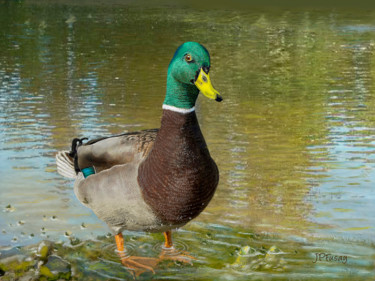 Arts numériques intitulée "canard-colvert.jpg" par Jean Paul Fusay, Œuvre d'art originale, Peinture numérique