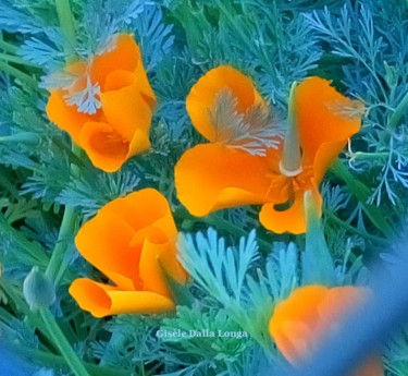 Photographie intitulée "dsc-0172-les-fleurs…" par Gisèle Dalla Longa, Œuvre d'art originale