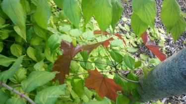 Fotografia intitolato "les-feuilles-2-dsc-…" da Gisèle Dalla Longa, Opera d'arte originale