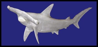 Artcraft titled "Shark" by Giuliano Cavallo, Original Artwork