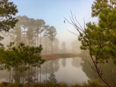 Fotografia zatytułowany „The Mesozoic Swamp” autorstwa Gregory Paul Kampwirth, Oryginalna praca, Fotografia cyfrowa