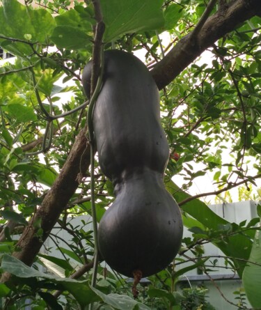 Fotografía titulada "LEGUMES PAYS" por Gladys Montella, Obra de arte original