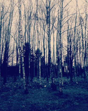 Photography titled "FOREST" by Gladys Montella, Original Artwork