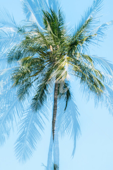 摄影 标题为“palm, tree, tropica…” 由Glauco Meneghelli, 原创艺术品, 数码摄影