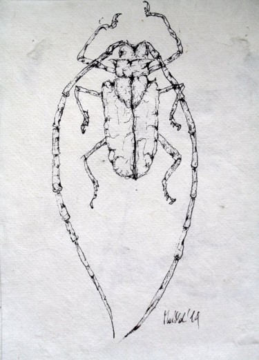 Drawing titled "Beetle" by Michele Carosella, Original Artwork, Ink