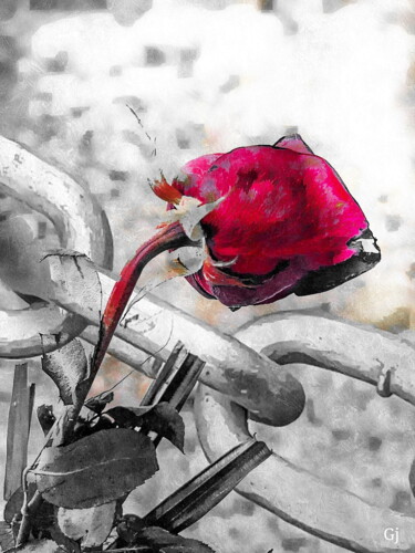 Digital Arts titled "La Rosa" by Gloria Jubero, Original Artwork, Digital Photography