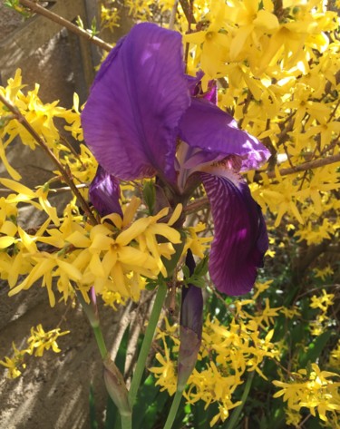 Photography titled "IRIS sublimé" by Geneviève Madrigal, Original Artwork, Non Manipulated Photography