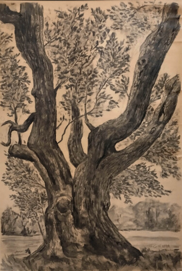 Drawing titled "Ελιά, κορμός" by Georgia Melanitou (G.M.), Original Artwork, Charcoal