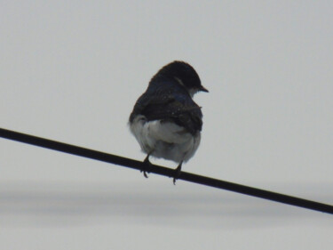 Photography titled "Blackbird" by Gonzalo Daino, Original Artwork, Digital Photography