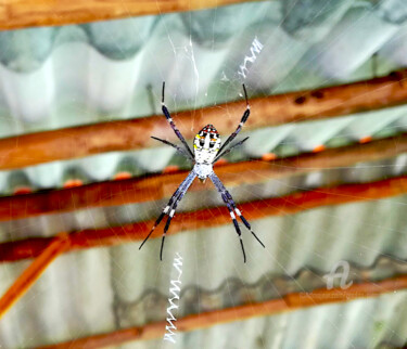 Photography titled "spider vietnam" by Gor Don(Gnie), Original Artwork, Digital Photography