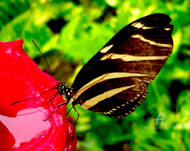 Fotografie mit dem Titel "butterfly house cen…" von Gor Don(Gnie), Original-Kunstwerk, Digitale Fotografie